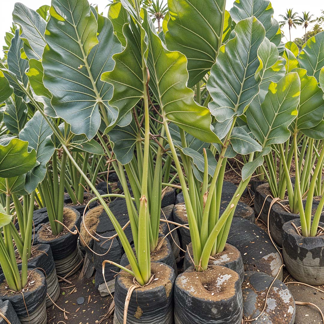 Alocasia Indica